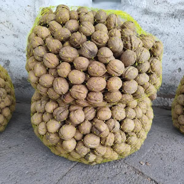 گردو پوست کاغذی تویسرکان